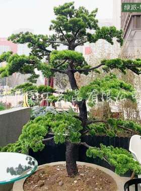 仿真松树 展会景观工程树假松树落地盆景 商场布置仿真迎客松树