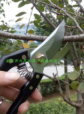 太子王枝剪枝园林剪花剪园林工具剪刀铁柄剪修花剪树枝剪SK-5