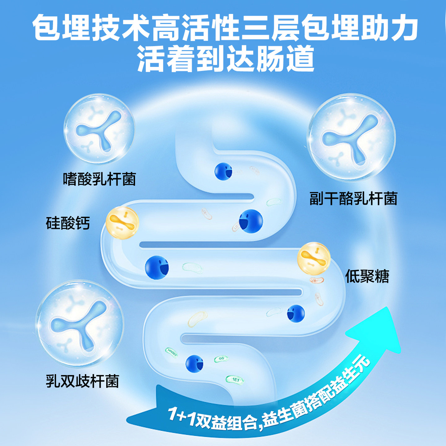 益生菌大人调理肠胃肠道便秘脾胃虚弱胀气口臭拉肚子北京同仁堂