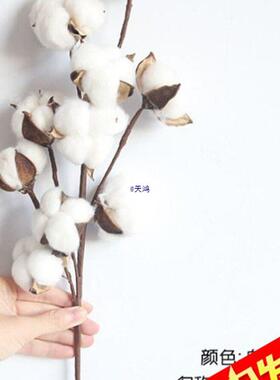 10头天然棉花枝自然干花花家居装饰婚庆插花假花拍照道具复古