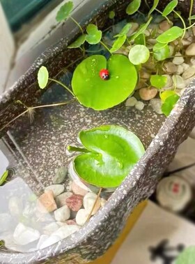阳台小鱼池古法养缸客厅型斗鱼乌龟桌面生态水培花盆石头陶瓷睡莲