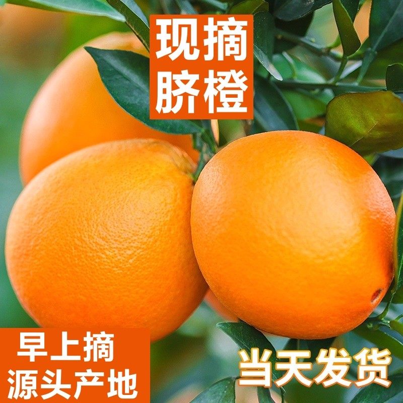 正宗赣南脐橙新鲜橙子当季水果手剥果冻橙子冰糖甜橙大果整箱包邮,淘宝优惠券,粉丝福利购,淘宝优惠卷