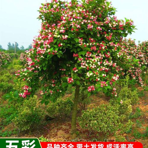 五彩锦带树苗盆栽别墅庭院花树园林风景树绿化垂吊花卉耐寒驱蚊虫 - 图1