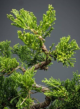 新中式真树人工造型迎客松花朵磁悬浮地柏盆景玄关客厅办公室摆件