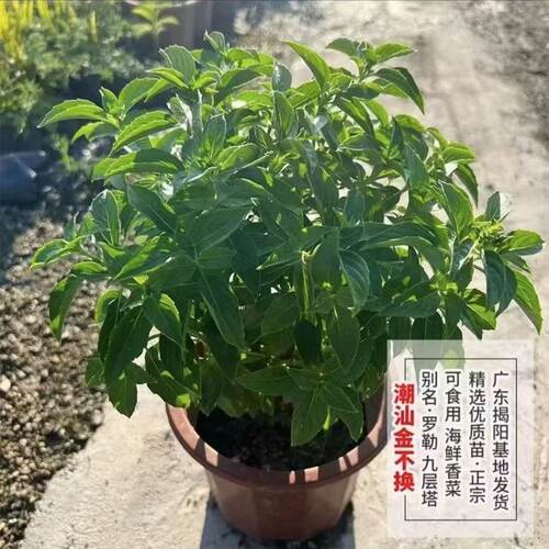 九层塔金不换盆栽可食用罗勒叶新鲜南方香料调味室内驱蚊植物 - 图1