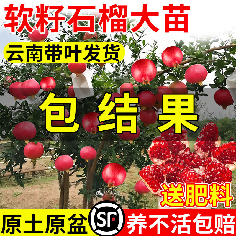 正宗石榴大苗大果突尼斯软籽石榴树庭院地栽无籽果树盆栽四季好养,淘宝优惠券,粉丝福利购,淘宝优惠卷