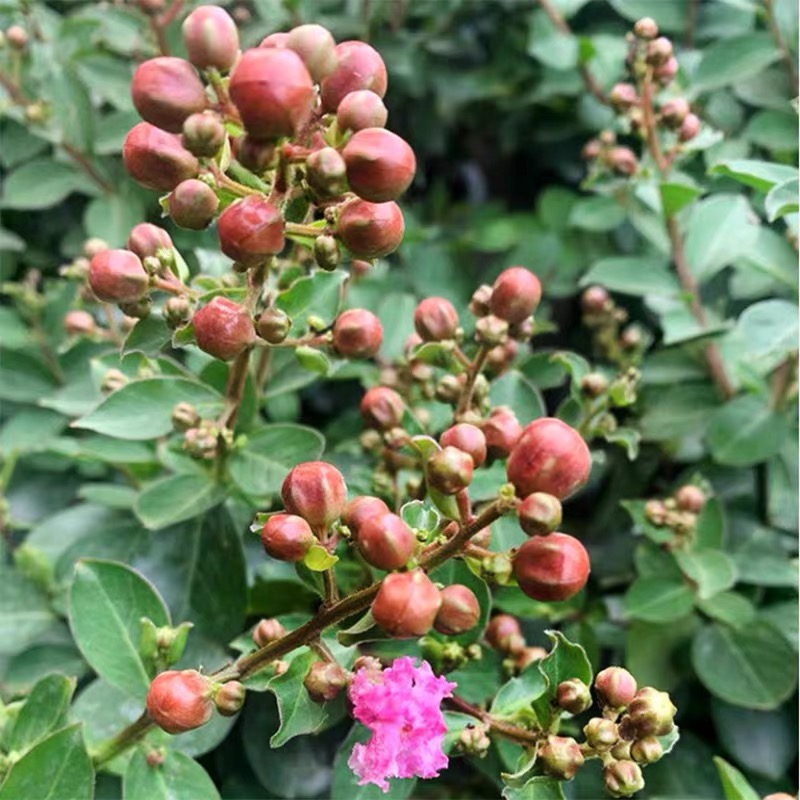 紫薇花树苗盆栽天鹅绒带花苞阳台庭院四季耐寒植物盆景花卉绿植 - 图1