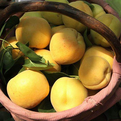 【现货秒发】陕西大银杏超大软甜多汁大黄杏甜杏新鲜水果杏子鲜果,淘宝优惠券,粉丝福利购,淘宝优惠卷