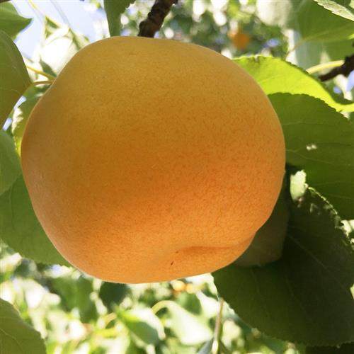 【现货秒发】陕西大银杏超大软甜多汁大黄杏甜杏新鲜水果杏子鲜果,淘宝优惠券,粉丝福利购,淘宝优惠卷