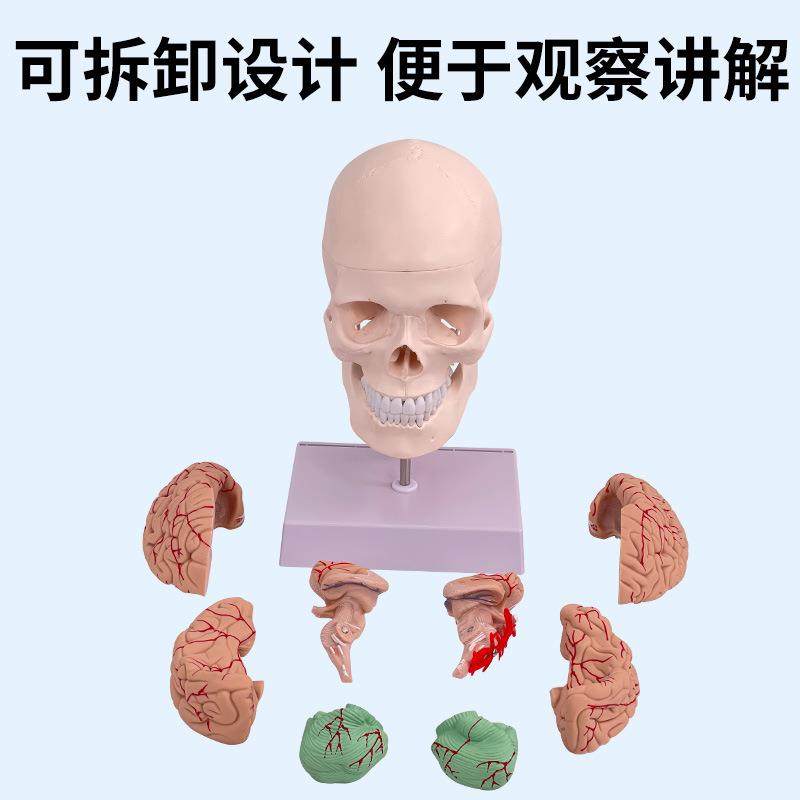 人380体头骨模型1：1头骨颈椎模型头骨脑模型大附脑解剖附模型,淘宝优惠券,粉丝福利购,淘宝优惠卷