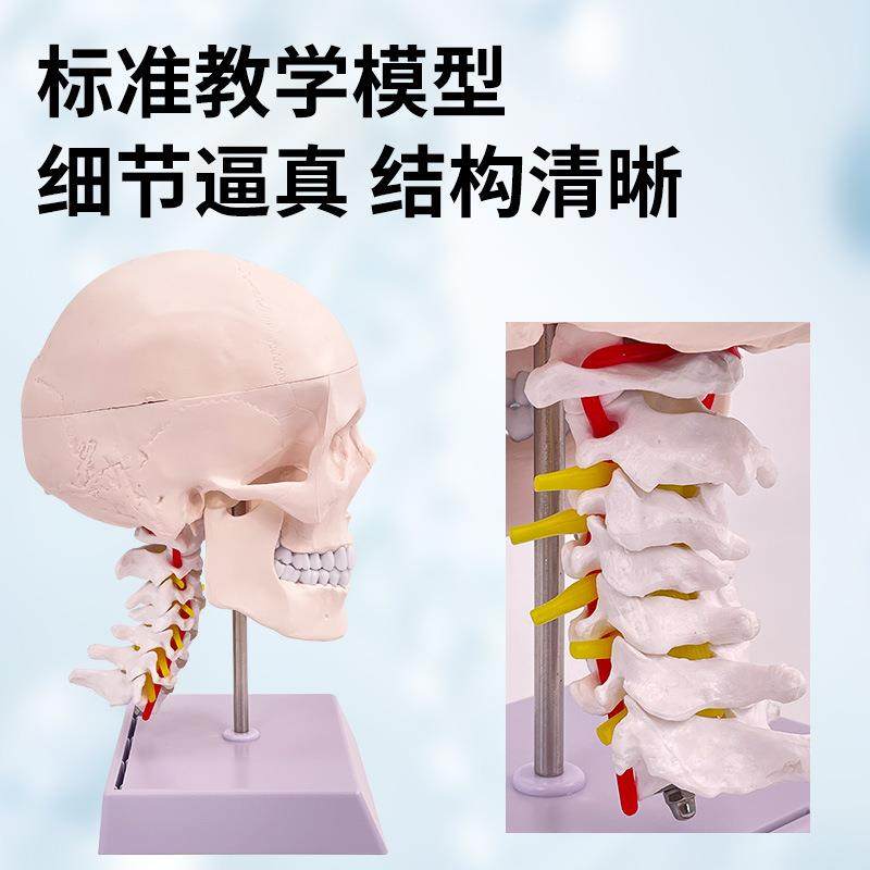 人380体头骨模型1：1头骨颈椎模型头骨脑模型大附脑解剖附模型,淘宝优惠券,粉丝福利购,淘宝优惠卷