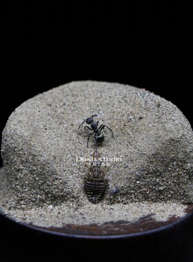 【陷阱】蚁狮捕食蚂蚁微景观生态标本玻璃罩大苏昆虫收藏生活史