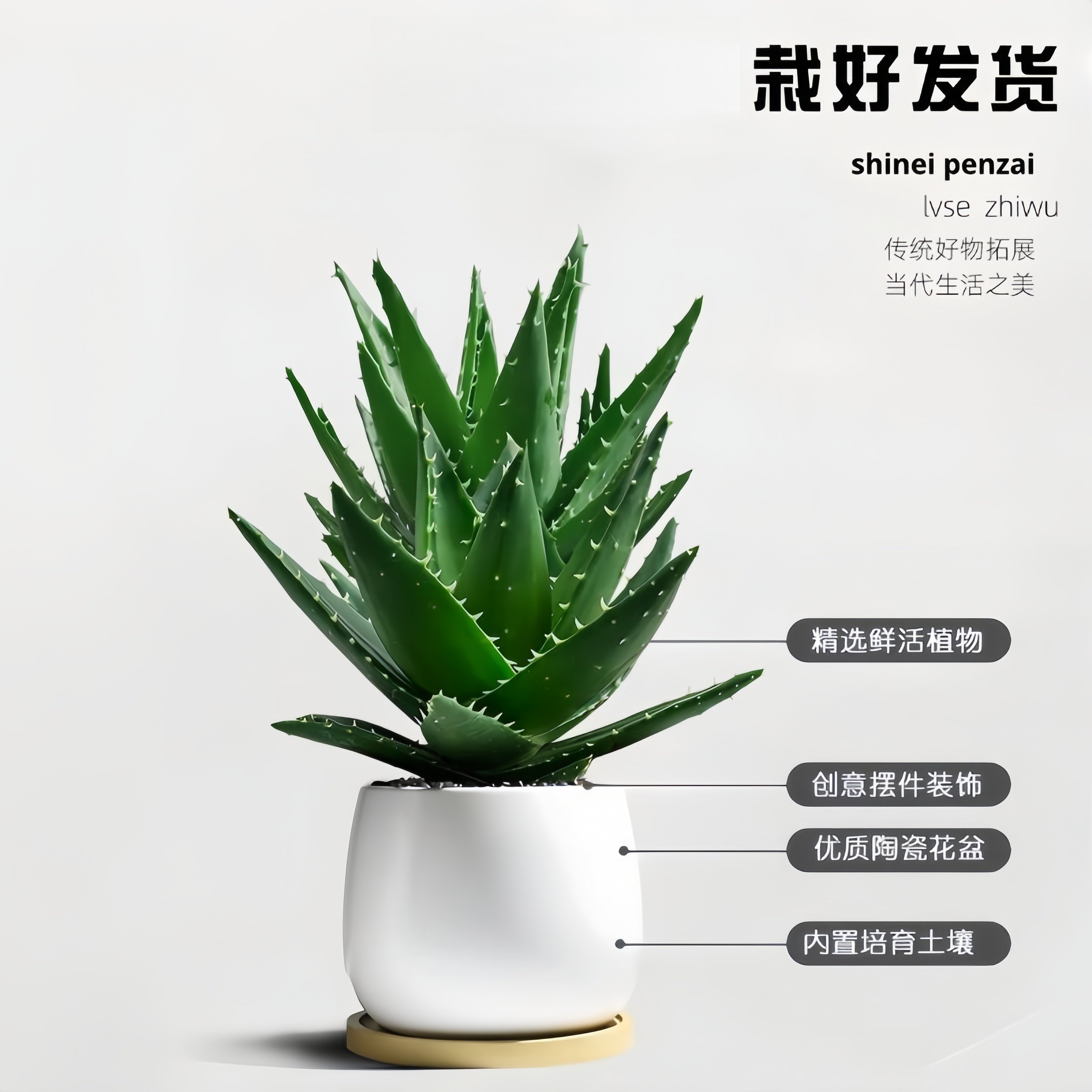 芦荟盆栽室内桌面绿植多肉耐旱含盆易养护办公室装饰植物四季常青,淘宝优惠券,粉丝福利购,淘宝优惠卷