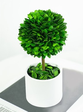 【买一送一】北欧风桌面植物w摆件车内饰品客厅玄关电视柜轻奢装