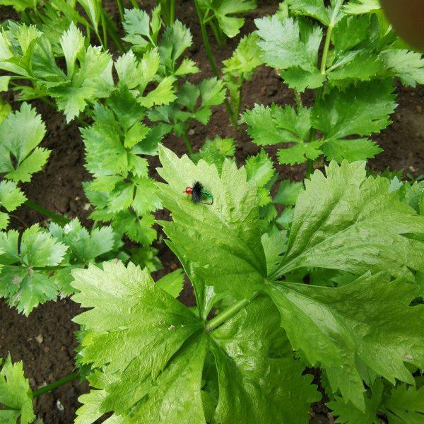 红头高亮飞蝇钩路亚微物白条马口柳根沙包桃花溪哥毛钩纳米,淘宝优惠券,粉丝福利购,淘宝优惠卷