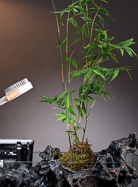 流水摆件循环过滤水喷泉绿植鱼缸客厅招I财办公室装饰乔迁开业礼