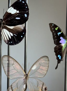 清新自然色系组合玻璃罩成品家居复古摆件