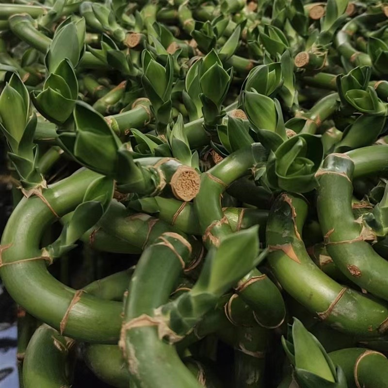 带根转运竹转好运弯竹水培富贵竹水养水I培办公室客厅绿植旺宅招 - 图1