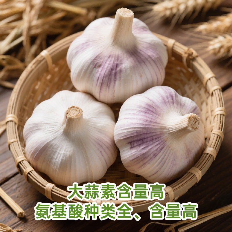 大夏臻品山东金乡大蒜头新鲜紫皮干蒜2025本地农家白皮独头蒜种子 - 图0