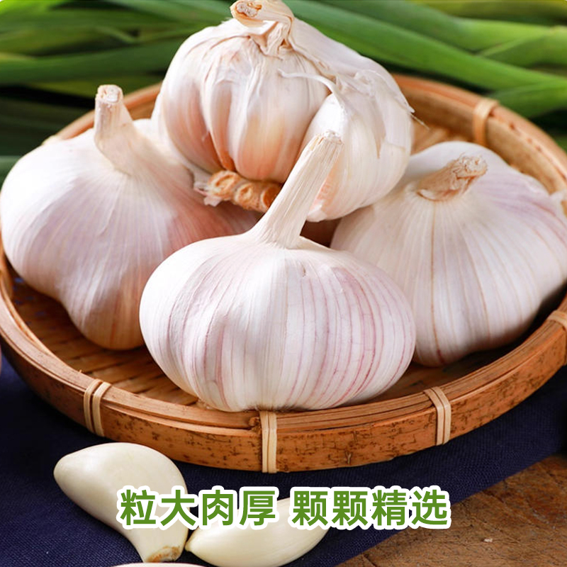 大夏臻品山东金乡大蒜头新鲜紫皮干蒜2025本地农家白皮独头蒜种子 - 图1