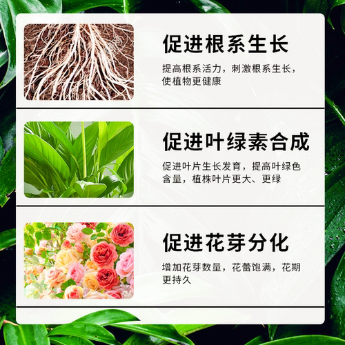 老花医旗舰正品卉玩笨巴蒂斯三件套家庭园艺通用肥料水溶缓释菌肥 - 图3