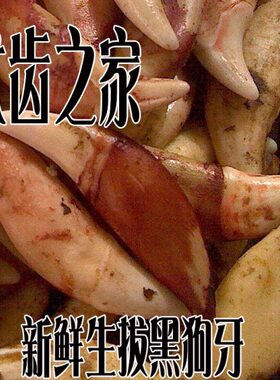 黑狗牙真品宝宝黑狗牙别针林真儿童别针钥匙挂件玉狗牙安全桃木