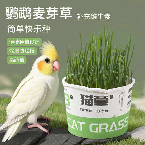 鹦鹉麦芽草粮大麦种子鹦鹉啃咬饲料鸟草盒零食促进消化解闷防啄毛 - 图0