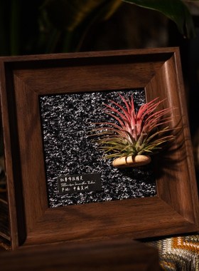 生野造物牵挂梨空气凤梨相框装饰办公桌面绿植摆件软装挂画礼物