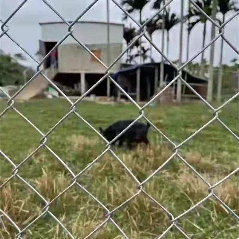 钢丝网铁丝网果勾花网网养鸡网牛羊殖围栏OSF网格镀养锌园防锈 - 图1