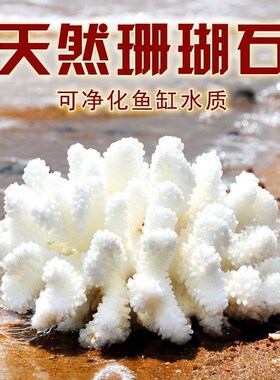 IN6天然珊瑚菜花鹿角海螺贝壳造景拍照背景家居装饰鱼缸水族水晶