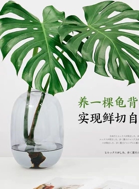龟背竹花瓶马醉木银柳插花绿植水养水培器皿玻璃花瓶醒花桶高颜值