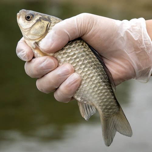 户外野炊烧烤野营一次性手套美发外卖摆摊钓鱼一次性手套干净卫生 - 图2