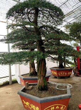 罗汉松盆景树桩花卉桌面盆栽阳台绿植办公室造型松树微型盆景景观
