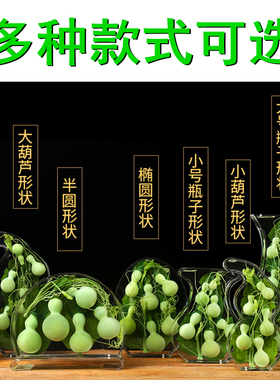 天然绿色小葫芦摆件保鲜水葫芦家居博古架摆件亚力克创意工艺礼品