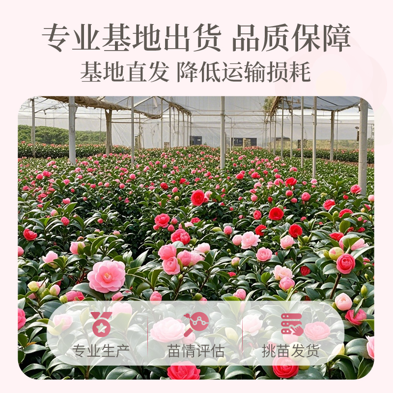 茶花树苗盆栽香妃好养活四季山茶花大红赤丹室内外阳台耐寒绿植物,淘宝优惠券,粉丝福利购,淘宝优惠卷