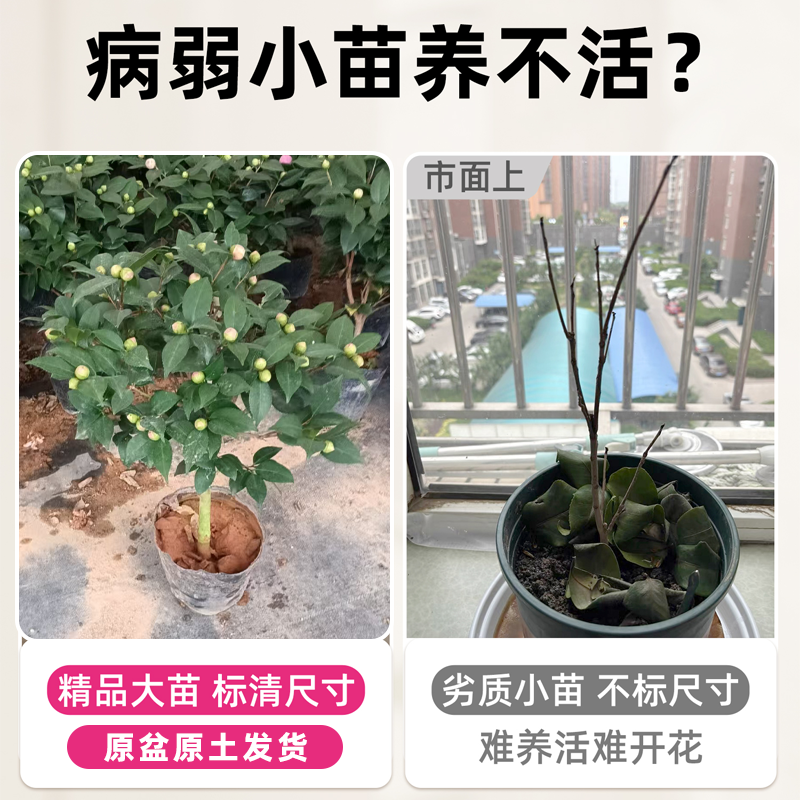 茶花树苗盆栽香妃好养活四季山茶花大红赤丹室内外阳台耐寒绿植物,淘宝优惠券,粉丝福利购,淘宝优惠卷