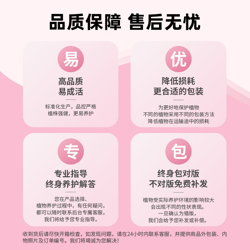 茶花树苗盆栽香妃好养活四季山茶花大红赤丹室内外阳台耐寒绿植物,淘宝优惠券,粉丝福利购,淘宝优惠卷