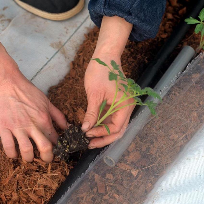 进口斯里兰卡种植绿化育苗基质蓝莓营养土免泡发微压缩装椰糠 - 图2