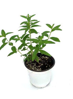 爱上花园柠檬马鞭草橙香木植物泡茶驱虫食用甜点西餐香料可提精油