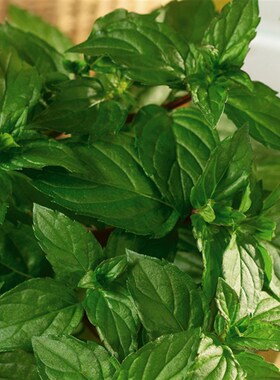 爱上花园多品种可选薄荷盆栽Mentha香草植物园艺阳台种植可食用
