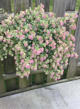 爱上花园牛至肯特美女盆栽多年生耐寒耐热庭院花卉植物整株芳香