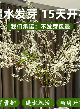 干燥树枝雪柳鲜枝水培插花水培植物室内好养鲜花卉盆栽绿植龙柳小