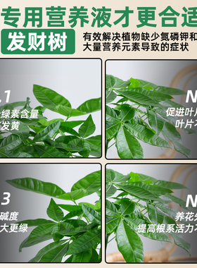 发财树专用浓缩营养液家用绿叶植物盆栽养花防黄叶通用液体有机肥