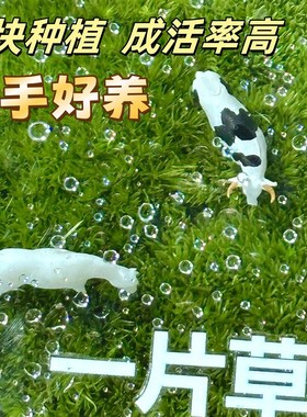手里有块地牛马私人草坪工位桌z面绿植苔藓微景观解压摆件治愈礼
