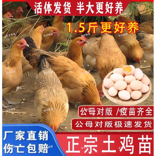 一斤半斤纯种小土鸡苗农村散养走地鸡青脚小鸡活苗笨鸡脱温苗母鸡 - 图3
