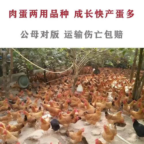 一斤半斤纯种小土鸡苗农村散养走地鸡青脚小鸡活苗笨鸡脱温苗母鸡 - 图2