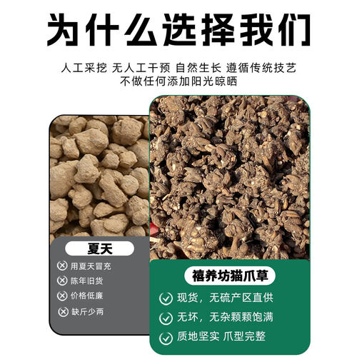 猫爪草原料猫爪草正品猫爪草野生猫爪草新货泡水煲汤姜 - 图3