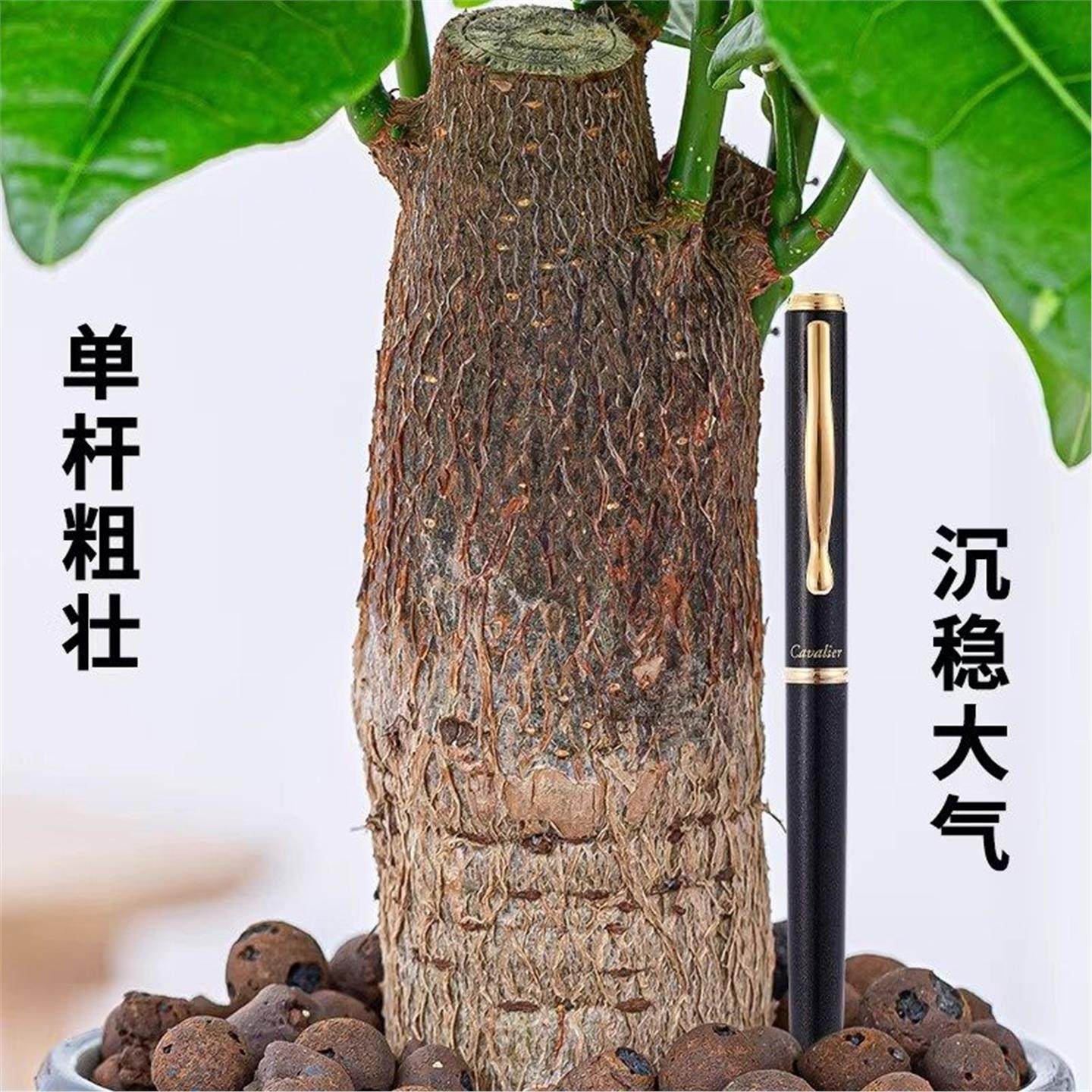 发财树盆栽绿植物办公室内客厅小盆景好养净化空气四季常青招财,淘宝优惠券,粉丝福利购,淘宝优惠卷