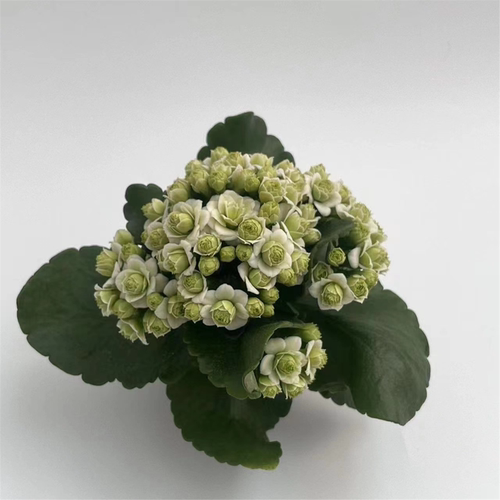 长寿花绿巴黎重瓣大花盆栽植物清仓室内桌面阳台四季开花带花苞 - 图3