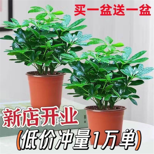八方来财四季常青鸭脚木室内阳台桌面绿植盆栽花卉发财树苗招旺财 - 图0